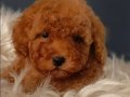 Veteriner teknikerinden ırk ve sağlık garantili Toy Poodle 