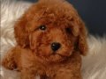 Veteriner teknikerinden ırk ve sağlık garantili Toy Poodle 