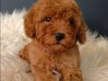 Veteriner teknikerinden ırk ve sağlık garantili Toy Poodle 
