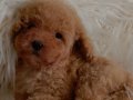 Veteriner teknikerinden ırk ve sağlık garantili Toy Poodle 