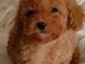 Veteriner teknikerinden ırk ve sağlık garantili Toy Poodle 