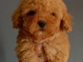 Veteriner teknikerinden ırk ve sağlık garantili Toy Poodle 