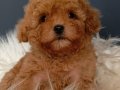 Veteriner teknikerinden ırk ve sağlık garantili Toy Poodle 