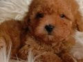 Veteriner teknikerinden ırk ve sağlık garantili Toy Poodle 