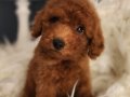Veteriner teknikerinden ırk ve sağlık garantili Toy Poodle 
