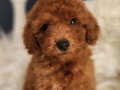 Veteriner teknikerinden ırk ve sağlık garantili Toy Poodle 