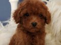 Veteriner teknikerinden ırk ve sağlık garantili Toy Poodle 