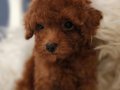 Veteriner teknikerinden ırk ve sağlık garantili Toy Poodle 