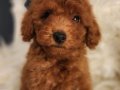 Veteriner teknikerinden ırk ve sağlık garantili Toy Poodle 