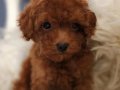 Veteriner teknikerinden ırk ve sağlık garantili Toy Poodle 
