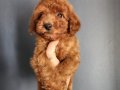 Veteriner teknikerinden ırk ve sağlık garantili Toy Poodle 