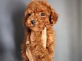 Veteriner teknikerinden ırk ve sağlık garantili Toy Poodle 