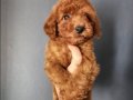 Afacan Toy poodleler 