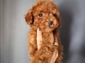Afacan Toy poodleler 