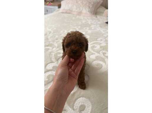 SAĞLIK GARANTİLİ MUHTEŞEM POODLE BEBEKLERİMİZ