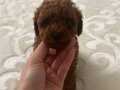 SAĞLIK GARANTİLİ MUHTEŞEM POODLE BEBEKLERİMİZ