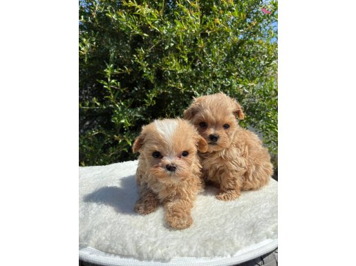 2 Aylık Maltipoo Yavrular