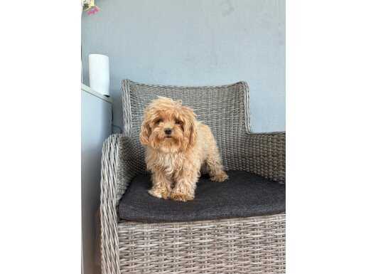 2 Yaşında Dişi Maltipoo