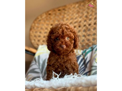 MİNİCİK TOY POODLE BEBEKLER