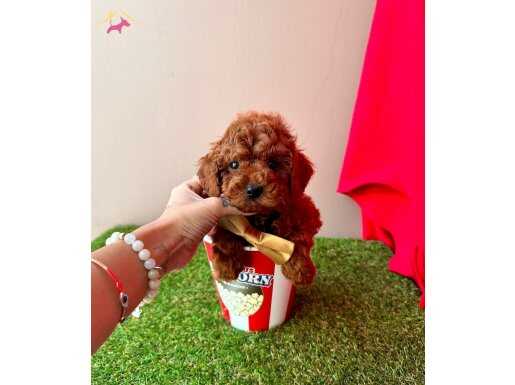 MİNİŞ BAL SURAT TOY POODLE BEBEKLER
