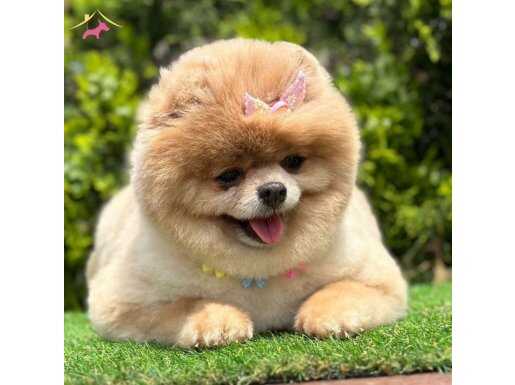 ORİJİNAL TEDY FACE POMERANİAN BEBEKLER