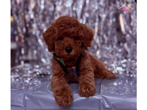 KORENİN BİR NUMARA POODLE ÇOCUKLARI