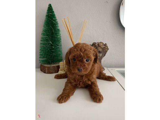 MİNİK KIVIR KIVIR TÜYLÜ TOY POODLE BEBEKLER