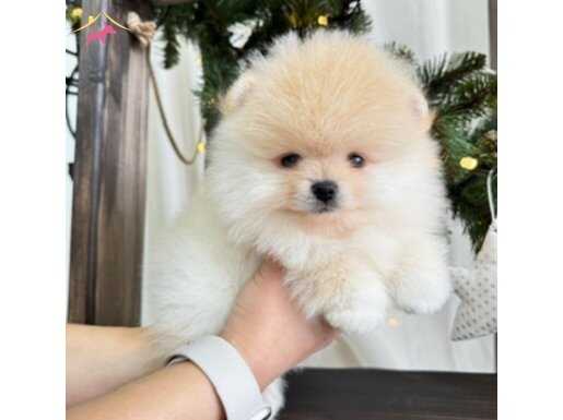 ORİJİNAL POMERANİN BOO BEBEKLER