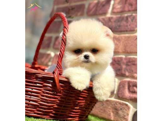 ORİJİNAL AYICIK SURATLI ÇİŞ EĞİTİMLİ POMERANİAN BOO BEBEKLER