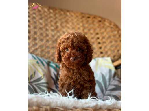 KIZIL KAN ORİJİNAL TOY POODLE BEBEKLER