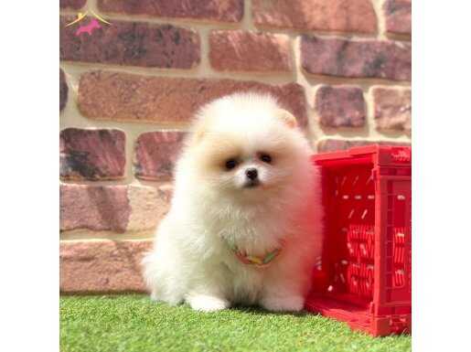 WC EĞİTİMLİ ORİJİNAL POMERANİN BOO BEBİŞLER