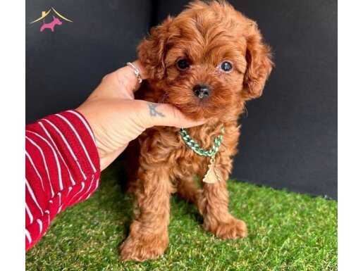 ORİJİNAL TEACUP POODLE BEBEKLER