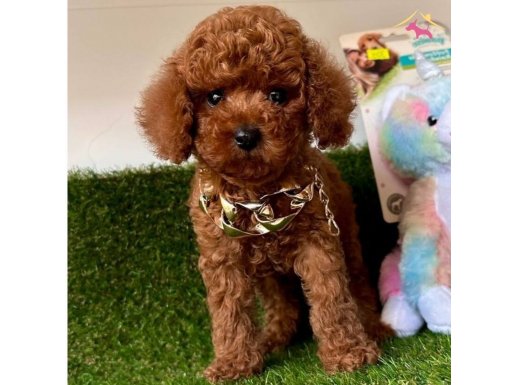 WC EĞİTİMLİ ORİJİNAL TOY POODLE BEBEKLER