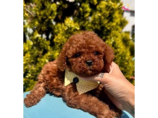 MİNİCİK WC EĞİTİMLİ TIY POODLE BEBEKLER