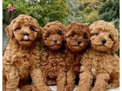 OYUNCAK BOY TOY POODLE BEBEKLER