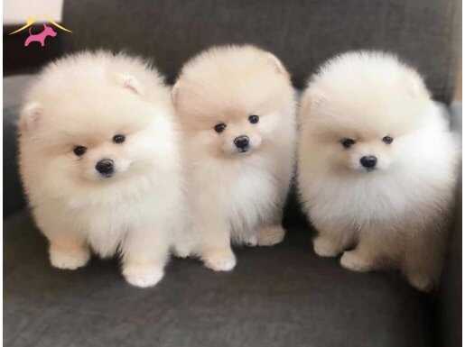 EVİMİZİN MİNİK KAR TANESİ POMERANİAN BOO BEBEKLERİ