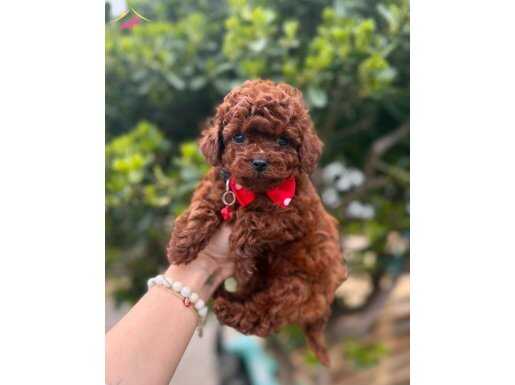 TEACUP TOY POODLE BEBEKLER