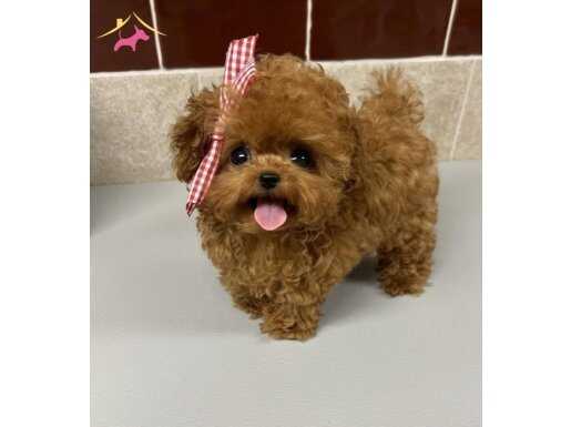 ORİJİNAL KORE TOY POODLE BEBEKLER