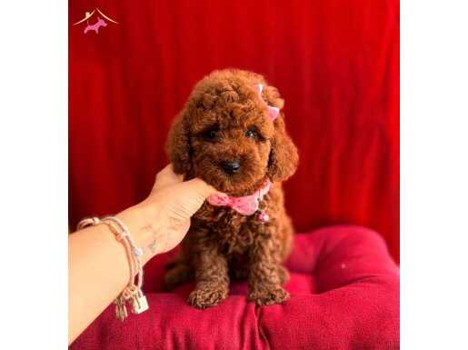 KIVIR KIVIR ORIJINAL TOY POODLE BEBEKLER