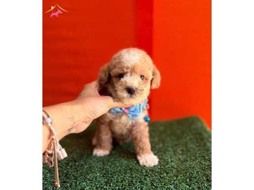 ORIJINAL MALTIPOO BEBEKLER