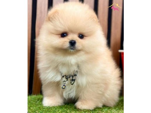 ÇİŞ EĞİTİMLİ ORİJİNAL TEDDY FACE POMERANİAN BOO BEBEKLER