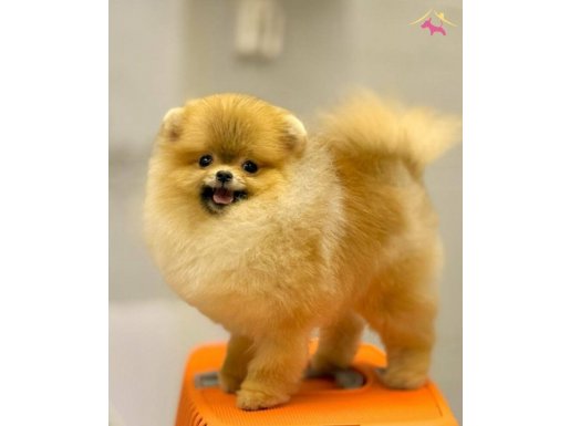 BASIK BURUN AYICIK SURATLI MİNİCİK POMERANİAN BOO BEBEKLER