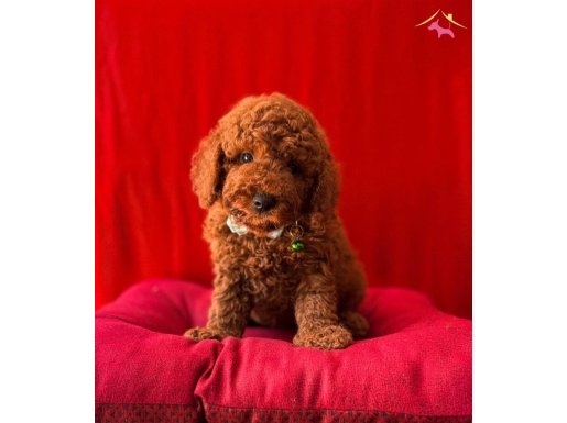 ORİJİNAL TEACUP POODLE BEBİŞLER