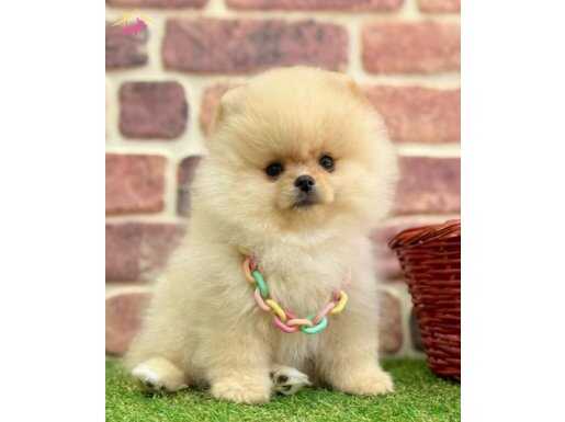 TEDDY FACE WC EĞİTİMLİ POMERANİAN BOO BEBEKLER