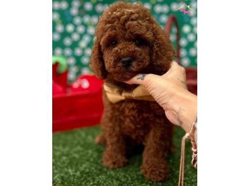 WC EGITIMLI KORE BEBEGI TOY POODLE
