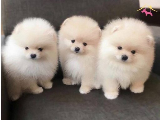 SAFKAN AYICIK SURATLI POMERANİAN BOO BEBEKLER