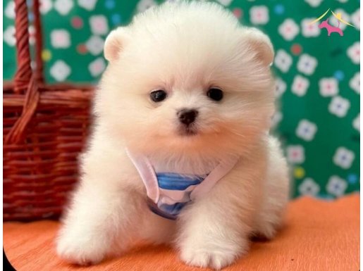 PAMUK ŞEKER WC EĞİTİMLİ POMERANİAN BOO BEBEKLER