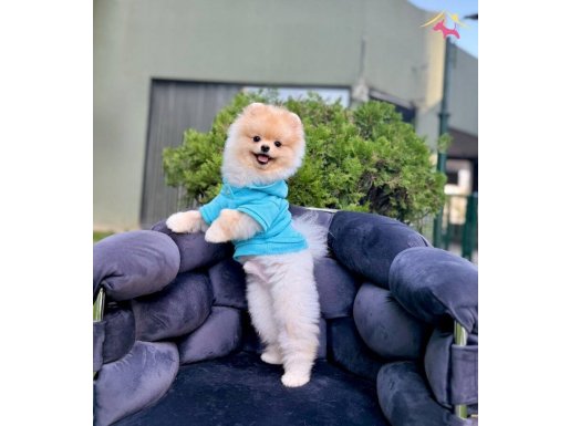 YETİŞKİN YAVRU POMERANİAN BOO BEBEKLER WC EĞİTMLİ