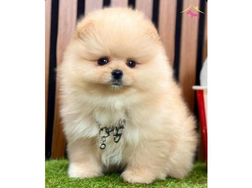 DÜNYALAR TATLISI POMERANİAN BOO BEBEKLER