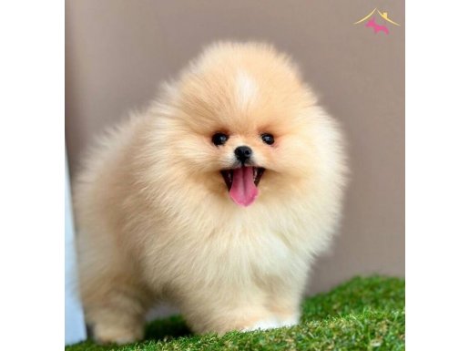 AYICIK SURATLI MİNİŞ POMERANİAN BOO BEBEKLER